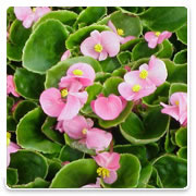 Oconomowoc Landscape Supply & Garden Center Begonia Annual Flowers