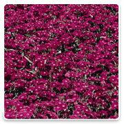 Oconomowoc Landscape Supply & Garden Center Dianthus Annual Flowers