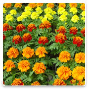 Oconomowoc Landscape Supply & Garden Center Marigolds Annual Flowers
