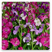 Oconomowoc Landscape Supply & Garden Center Stocks Annual Flowers