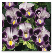 Oconomowoc Landscape Supply & Garden Center Torenia Annual Flowers