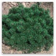 Oconomowoc Landscape Supply & Garden Center Evergreen Shrubs