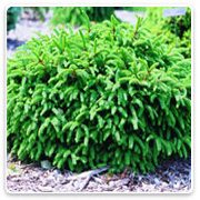 Oconomowoc Landscape Supply & Garden Center Evergreen Shrubs