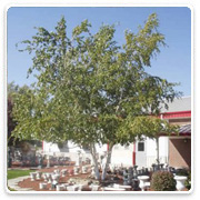 Oconomowoc Landscape Supply & Garden Center Deciduous Trees