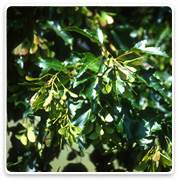 Oconomowoc Landscape Supply & Garden Center Deciduous Trees