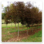 Oconomowoc Landscape Supply & Garden Center Deciduous Trees