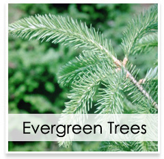 Oconomowoc Landscape Supply & Garden Center Evergreen Trees