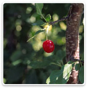 Oconomowoc Landscape Supply & Garden Center Fruit Trees