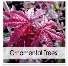 Oconomowoc Landscape Supply & Garden Center Ornamental Trees