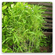 Oconomowoc Landscape Supply & Garden Center Ornamental Trees