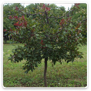 Oconomowoc Landscape Supply & Garden Center Ornamental Trees