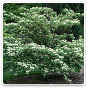 Oconomowoc Landscape Supply & Garden Center Ornamental Trees