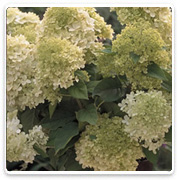 Oconomowoc Landscape Supply & Garden Center Ornamental Trees