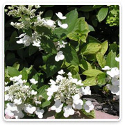 Oconomowoc Landscape Supply & Garden Center Ornamental Trees