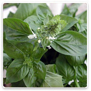 Oconomowoc Landscape Supply & Garden Center Organic Vegetables