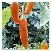 Oconomowoc Landscape Supply & Garden Center Organic Vegetables