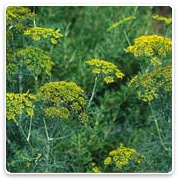 Oconomowoc Landscape Supply & Garden Center Organic Vegetables