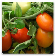 Oconomowoc Landscape Supply & Garden Center Organic Vegetables