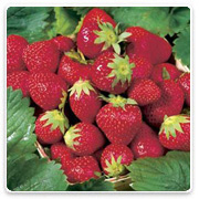 Oconomowoc Landscape Supply & Garden Center Organic Vegetables