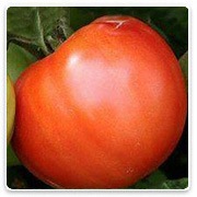 Oconomowoc Landscape Supply & Garden Center Organic Vegetables
