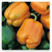 Oconomowoc Landscape Supply & Garden Center Organic Vegetables