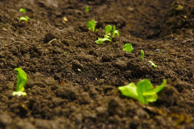 Screened Topsoil